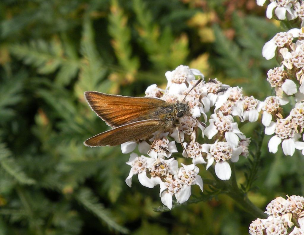 Thymelicus lineola?